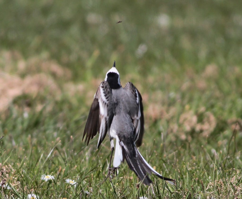 White Wagtail, by Martin Garner