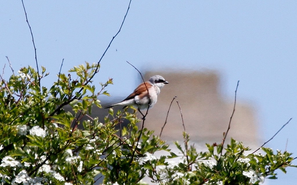 Red-backed Shrike, Outer Head, by Craig Thomas