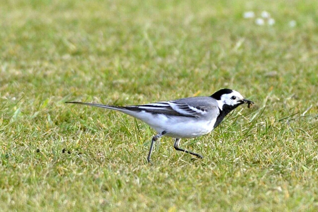 White Wagtail, Outer Head, by Andy Hood