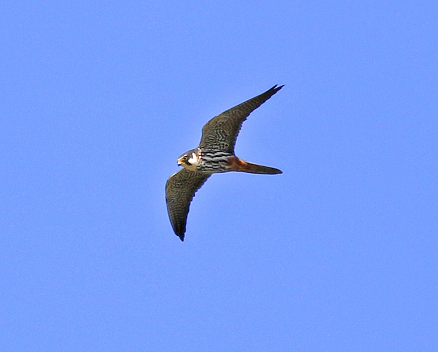 Hobby, by John Beaumont