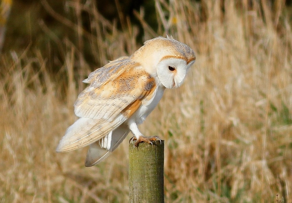 Barn Owl, Thornwick, by Craig Thomas