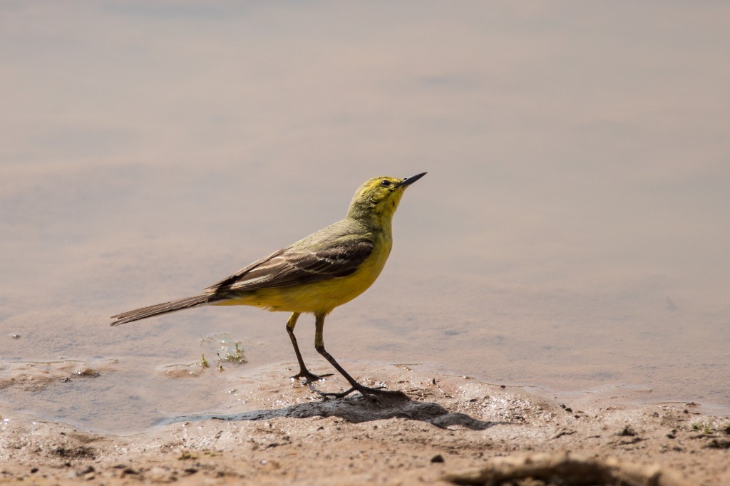 Yellow Wagtail, Thornwick Pool, by Les Day