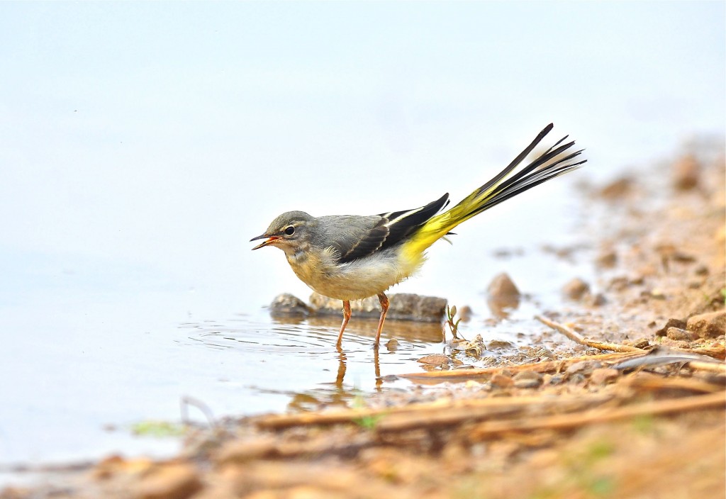 Grey Wagtail, Thornwick Pool, by Tony Simpson