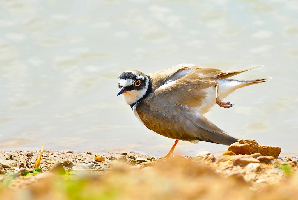 Little Ringed Plover, Thornwick Pools, by Tony Simpson