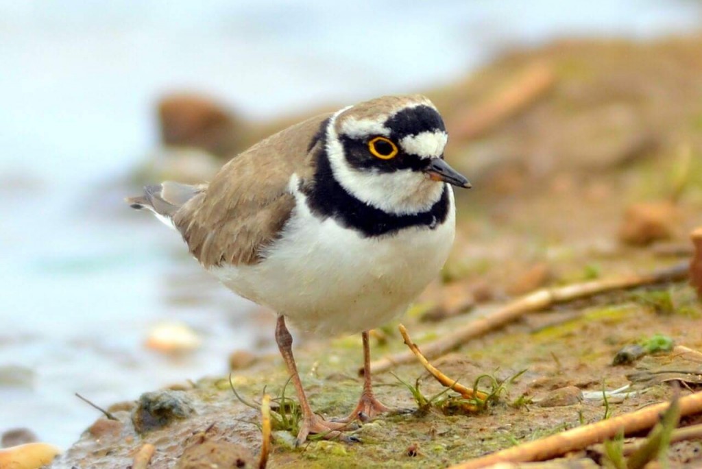 Little Ringed Plover by Andy Hood