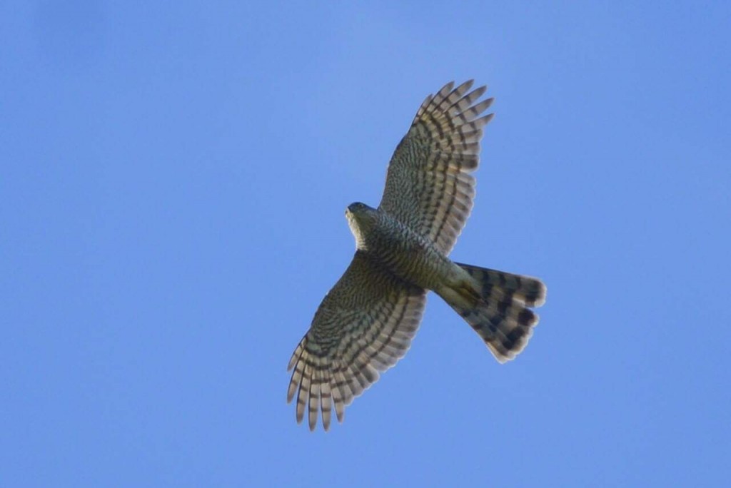 Sparrowhawk by Andy Hood