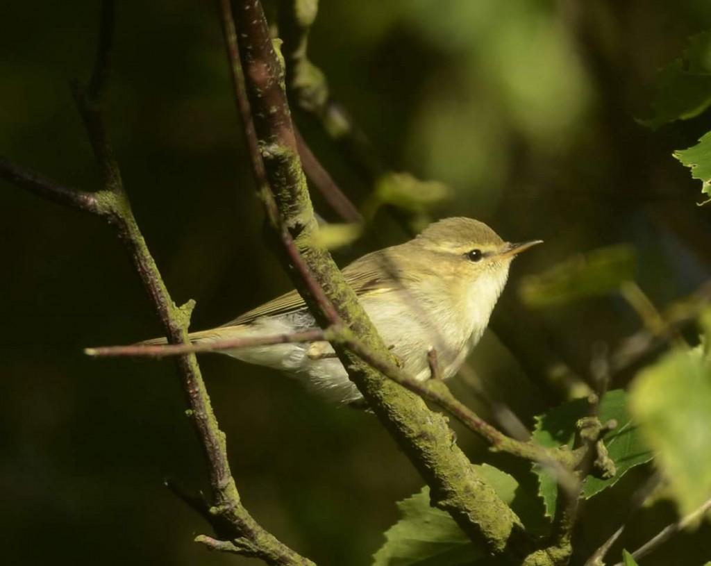 Greenish Warbler, by Andy Hood