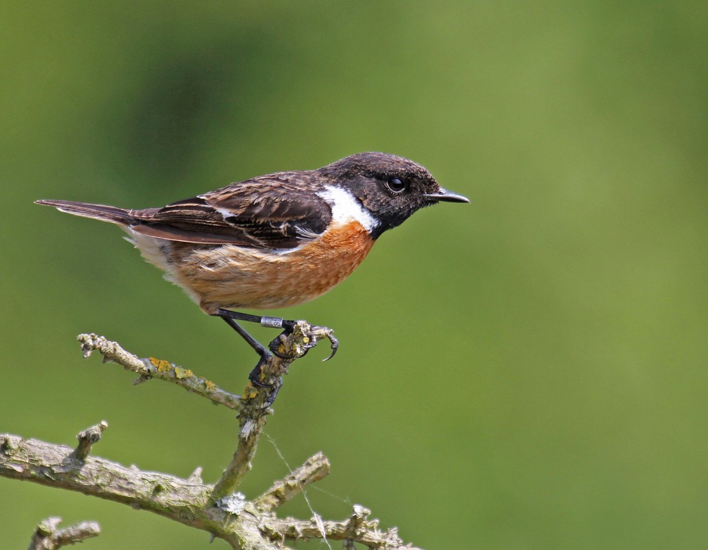 Stonechat, Thornwick, by Lee Johnson