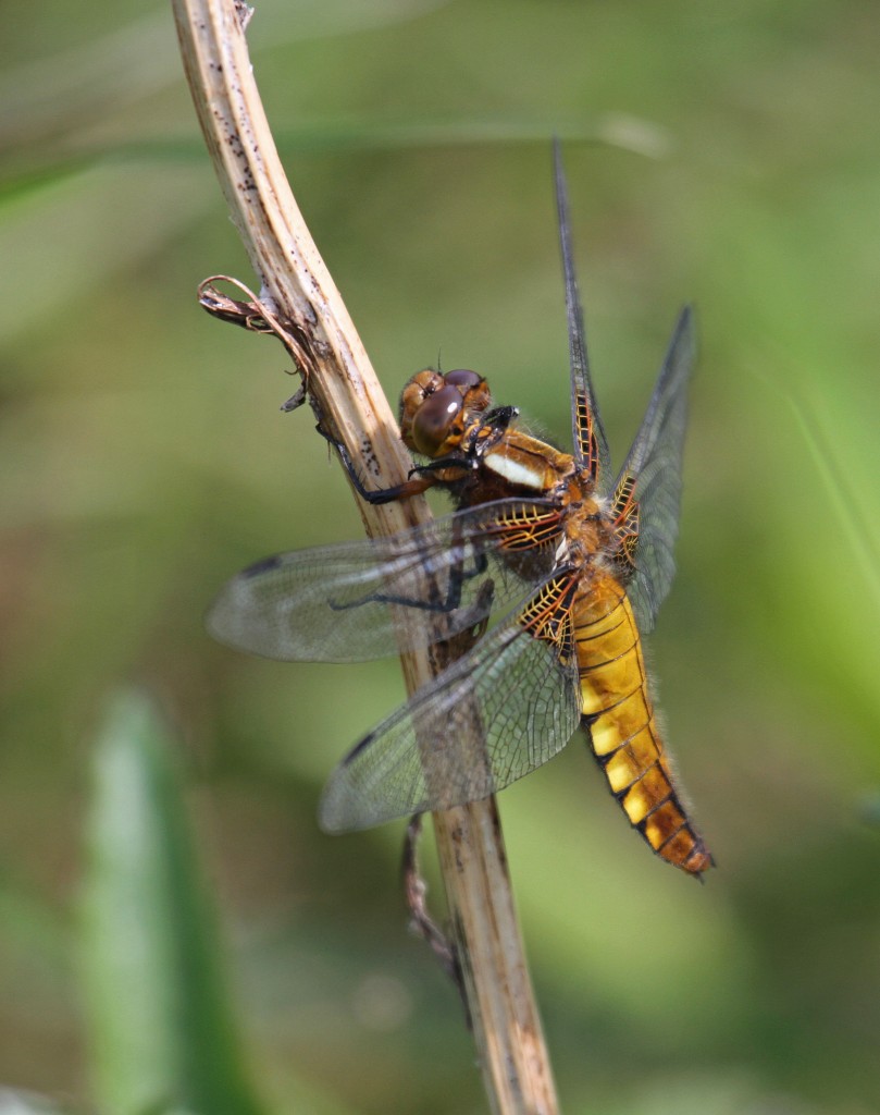 Broad-bodied Chaser, by Lee Johnson