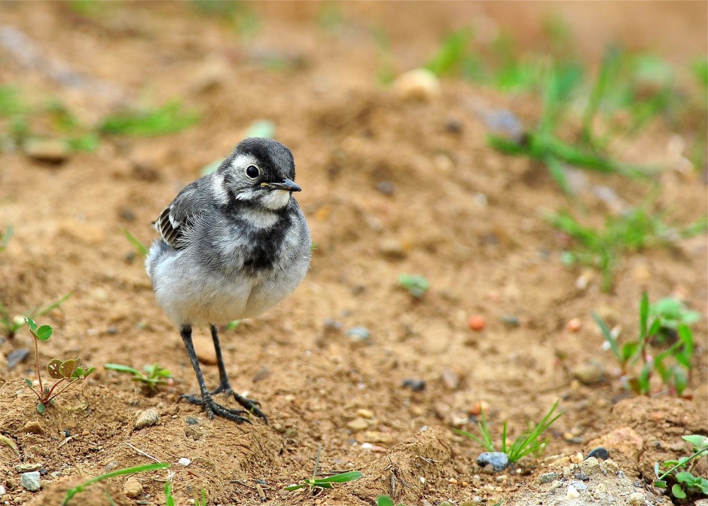 Juvenile Pied Wagtail by Tony Simpson