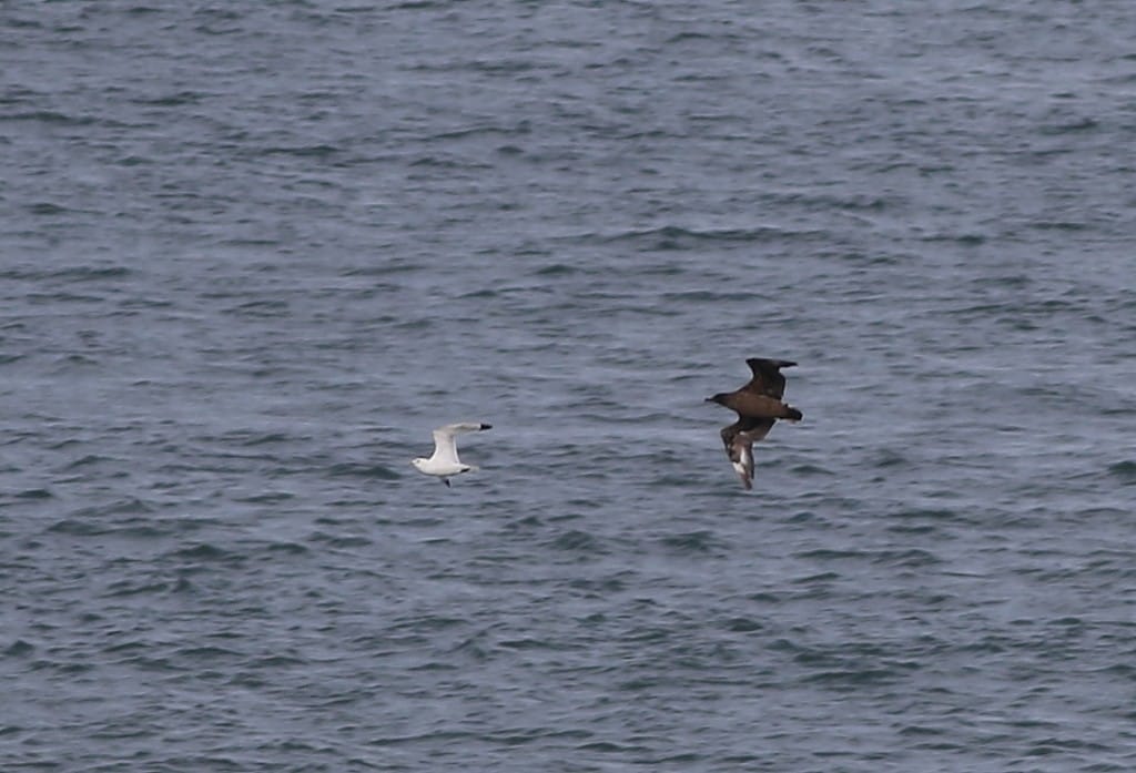 Bonxie chasing Kittiwake, by Craig Thomas