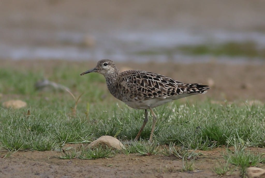 Ruff, Thornwick Pools, by Craig Thomas