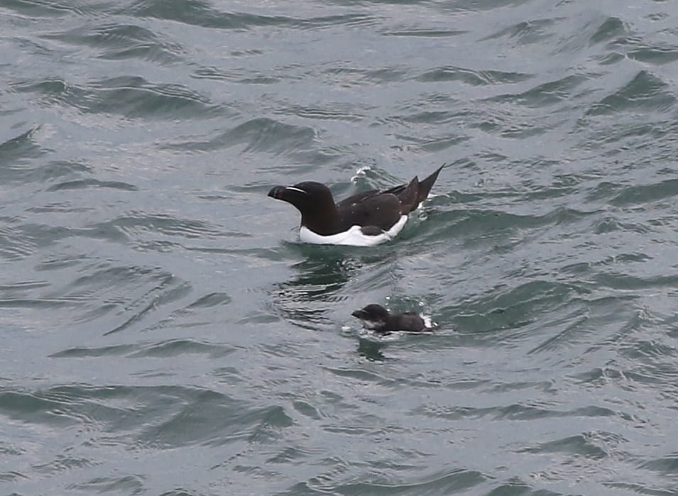 Razorbill with chick, by Craig Thomas