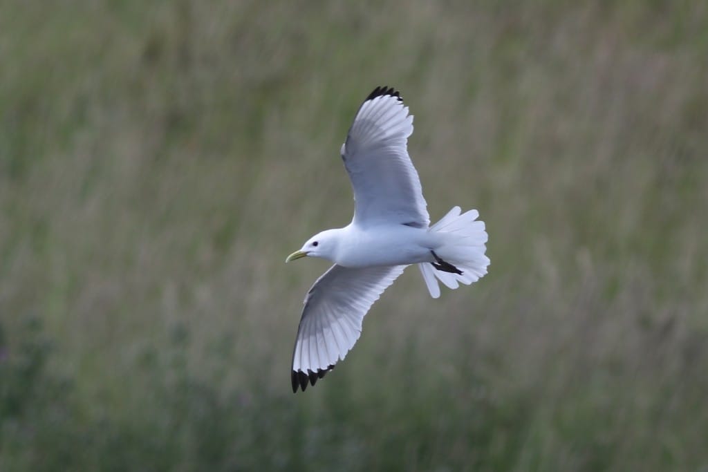 Kittiwake, Thornwick Pools, by Craig Thomas