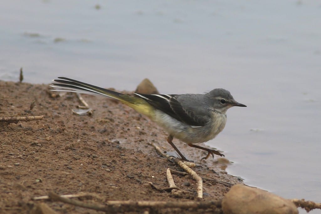 Grey Wagtail, Thornwick Pools, by Craig Thomas