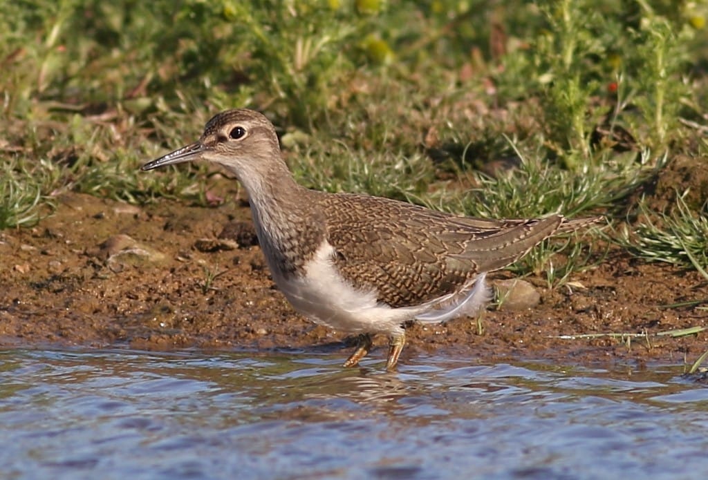 Common Sandpiper, Thornwick Pools, by Craig Thomas