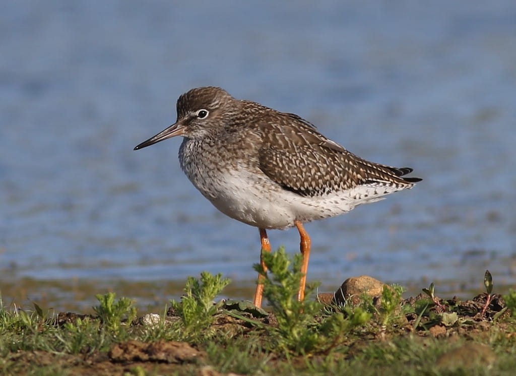Redshank, Thornwick Pools, by Craig Thomas