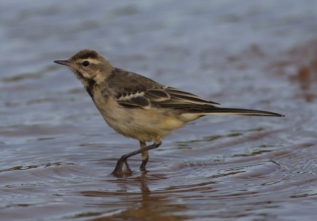 Yellow Wagtail, Thornwick Pools, by Craig Thomas
