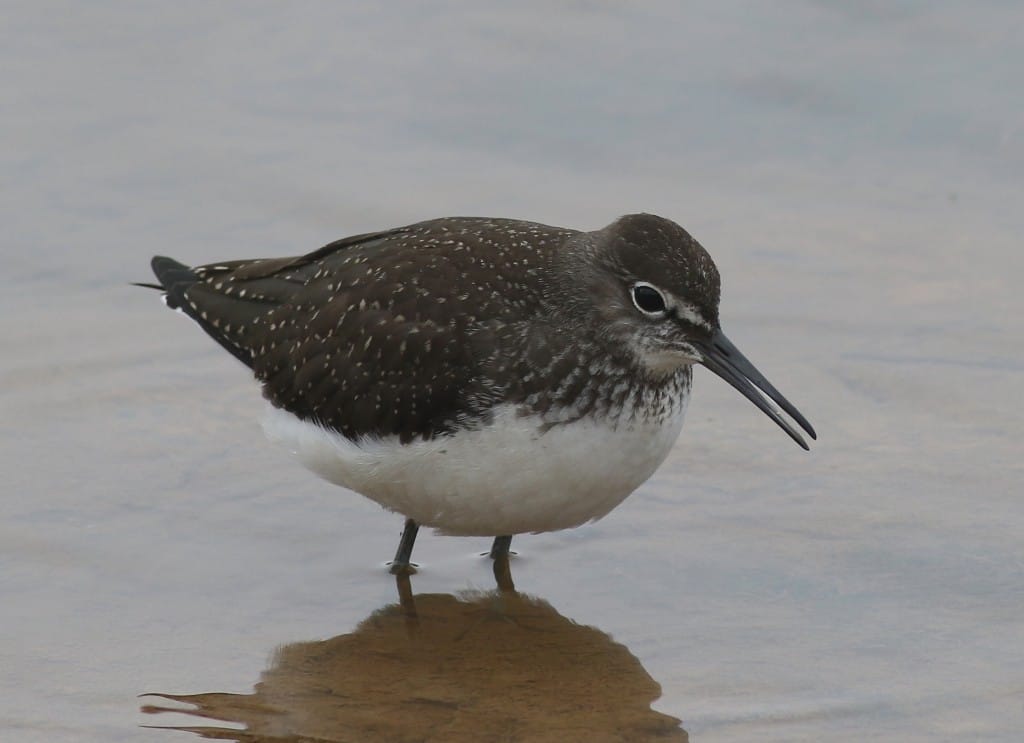 Green Sandpiper, Thornwick Pools, by Craig Thomas