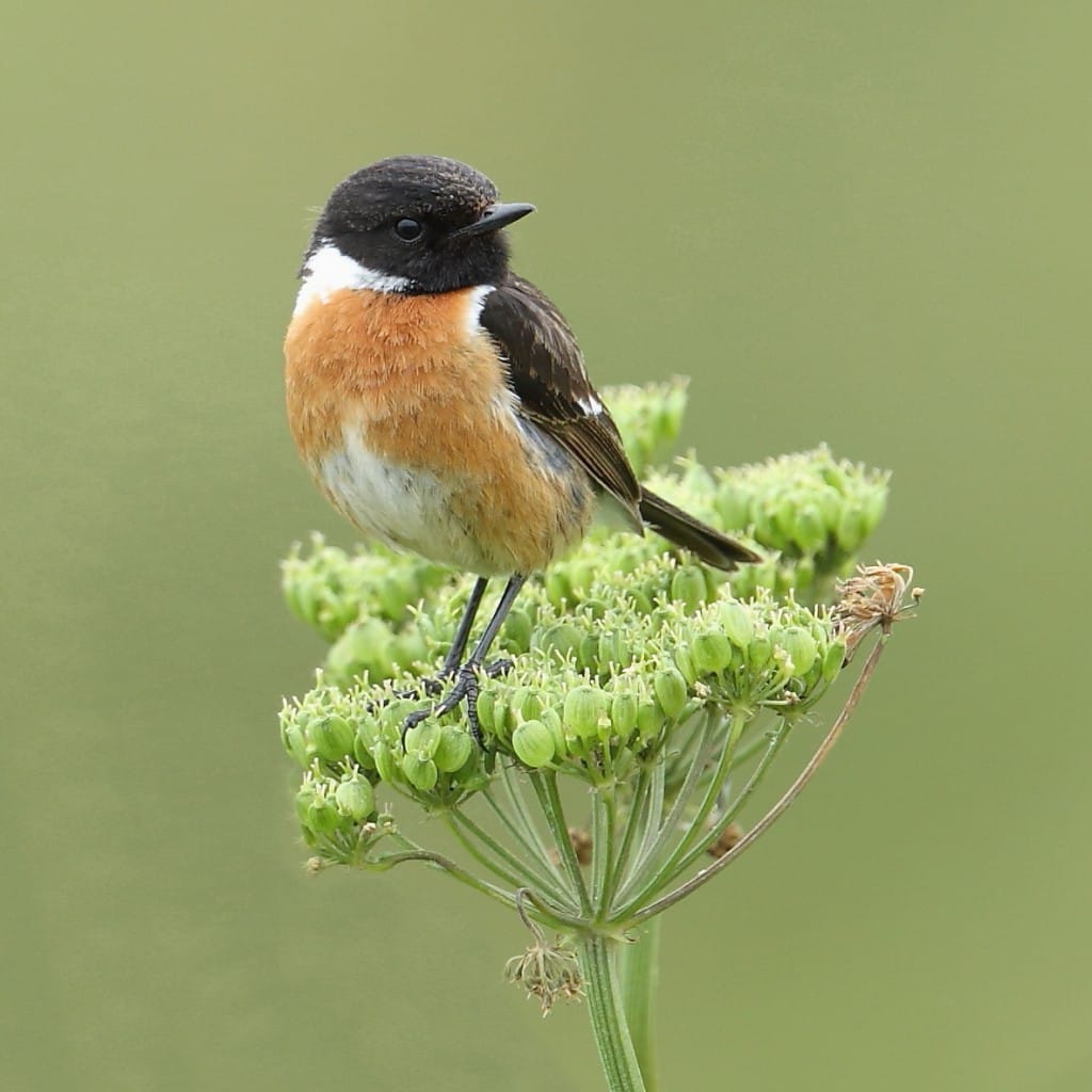 Stonechat, Thornwick, by Alan Walkington