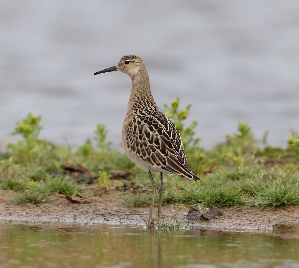 Ruff, Thornwick Pools, by Alan Walkington