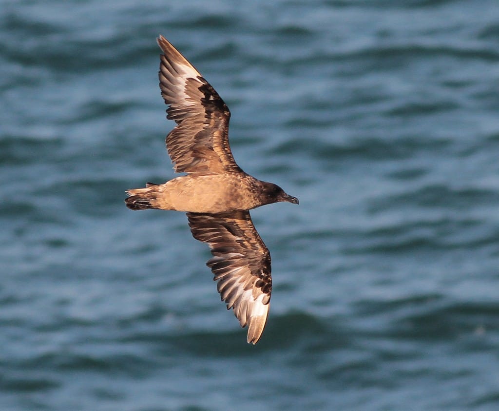 Bonxie, by Martin Garner