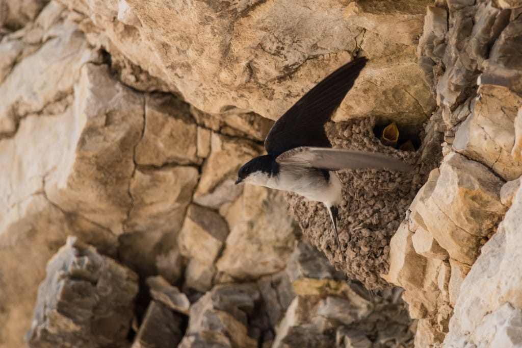 House Martin, Thornwick Bay, by Lez Day