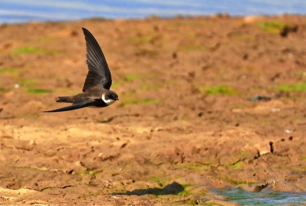 Sand Martin, Thornwick Pools, by Tony Simpson