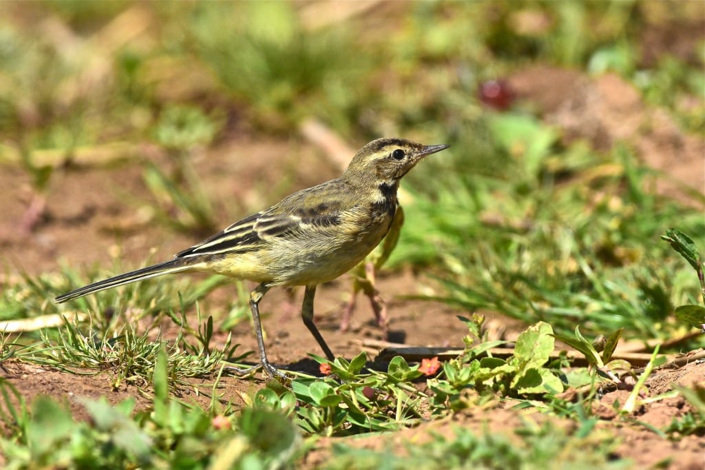 juvenile Yellow Wagtail, Thornwick Pools, by Tony Simpson