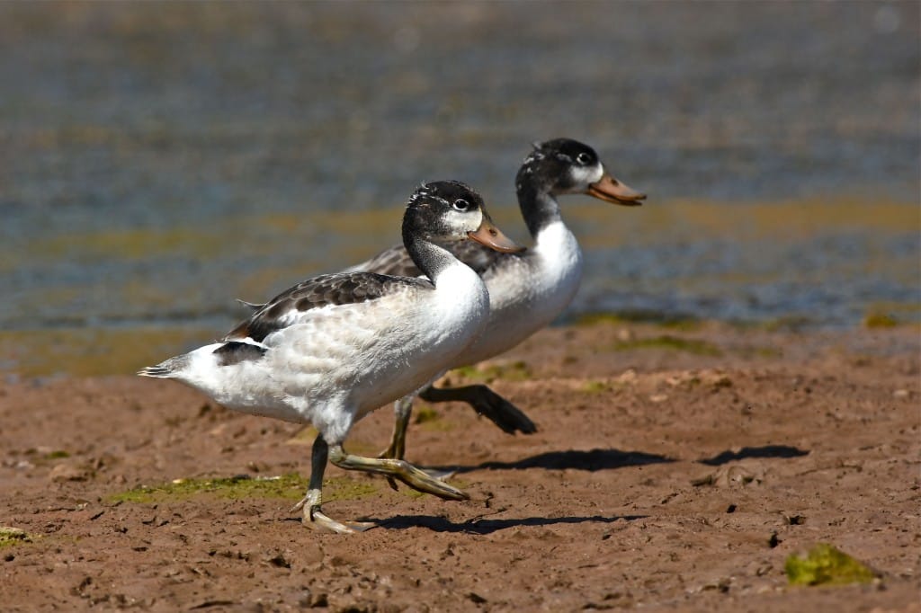 Shelduck, Thornwick Pools, by Tony Simpson