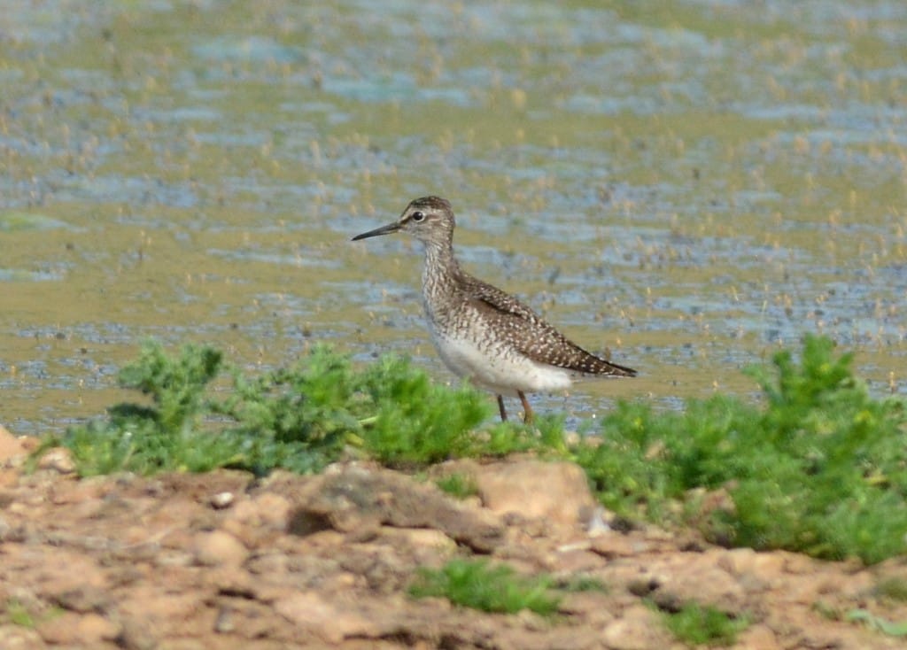 Wood Sandpiper, Thornwick Pools, by Brian Bird