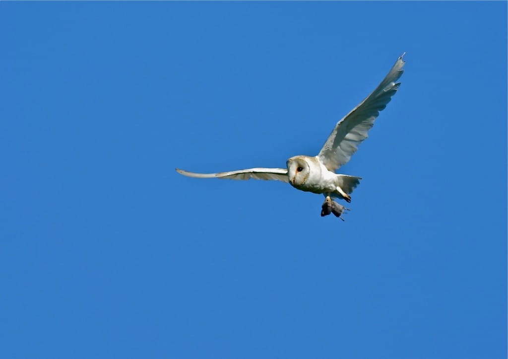 Barn Owl, Thornwick, by Tony Simpson
