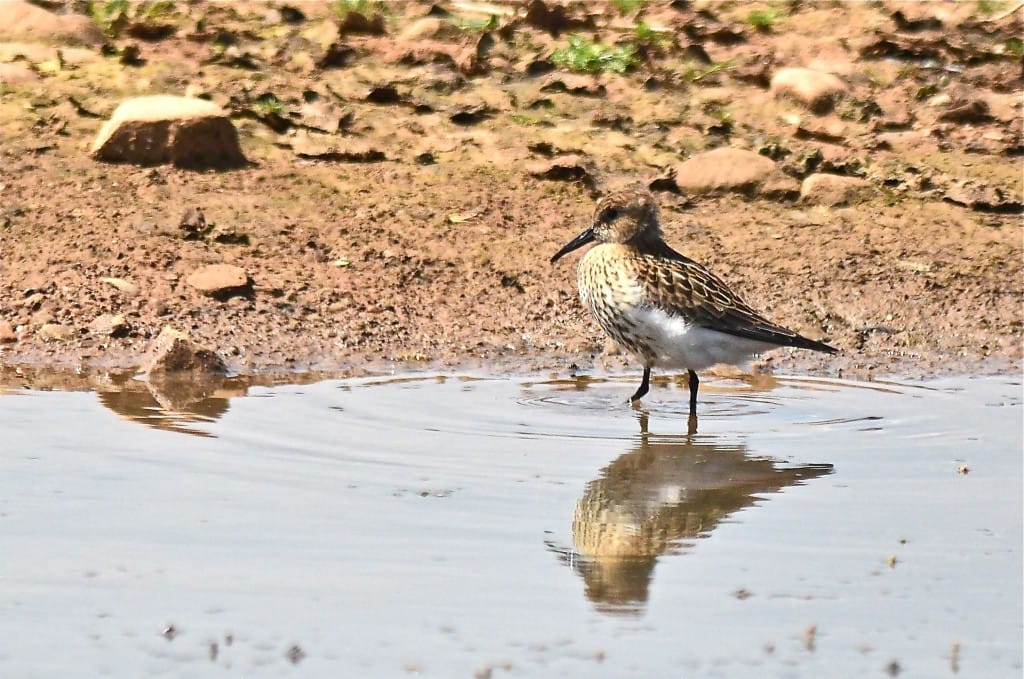 Dunlin, Thornwick Pools, by Tony Simpson