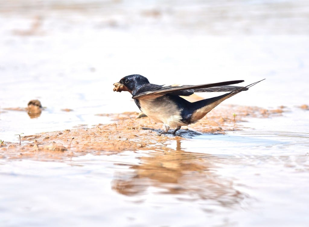 Swallow, Thornwick Pool, by Tony Simpson