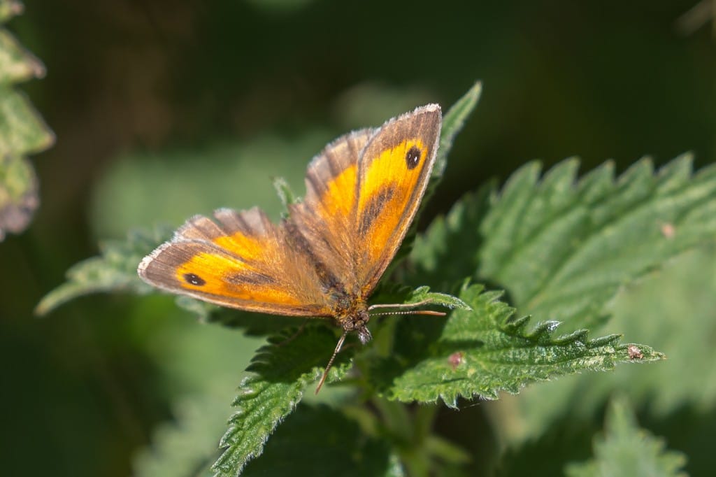 Gatekeeper, South Dykes, by Andrew Allport