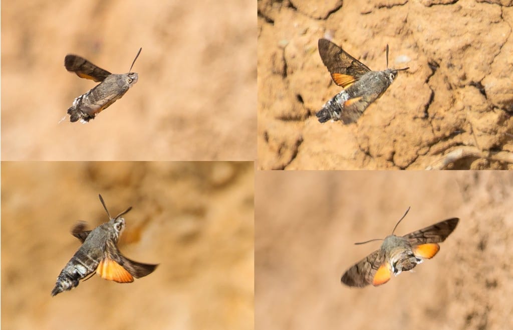 Hummingbird Hawkmoth, by Andrew Allport