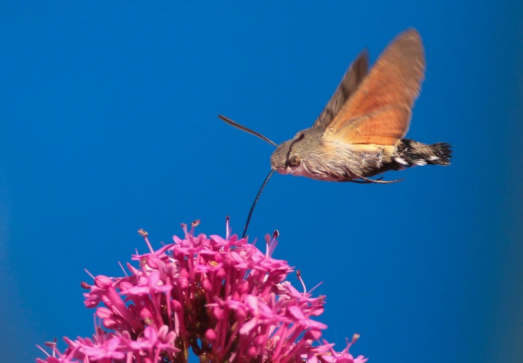 Hummingbird hawk-moth, outer head gardens by Martin Garner