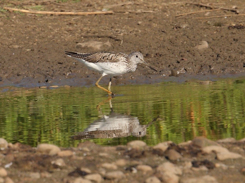 Greenshank, Buckton Pond, by Alan Walkington