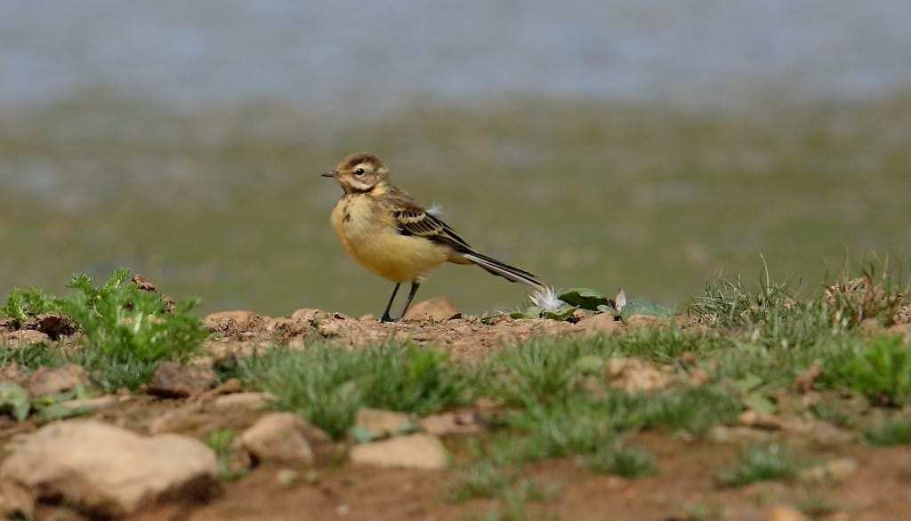 juvenile Yellow Wagtail, Thornwick Pools, by Alan Walkington