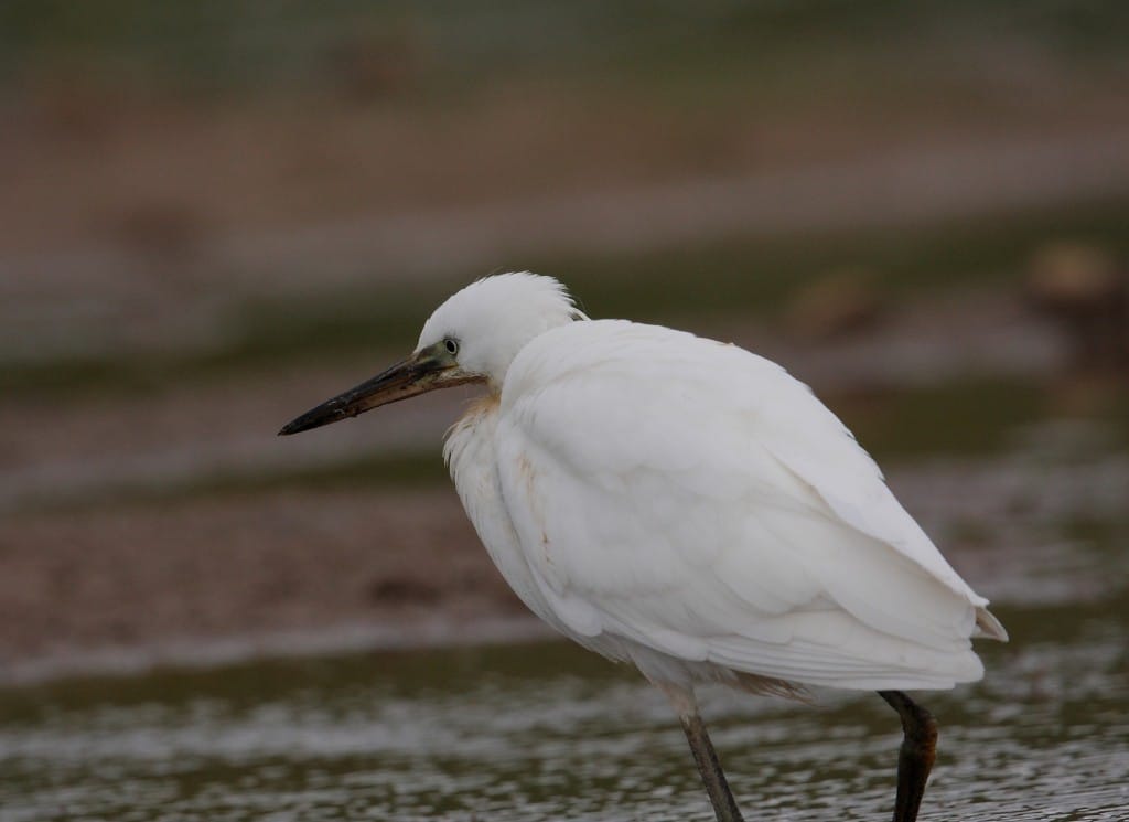 Little Egret, Thornwick Pools, by Alan Walkington