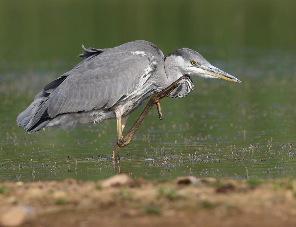 Grey Heron, Thornwick Pools, by Alan Walkington