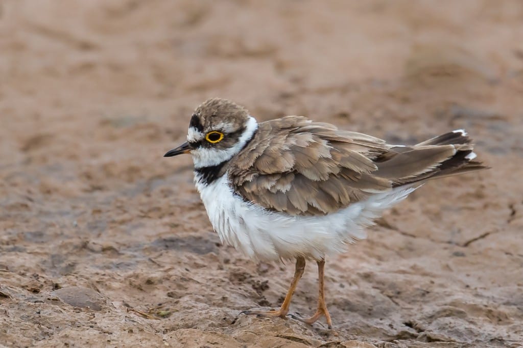 Little Ringed Plover, Thornwick Pools, by Andrew Allport