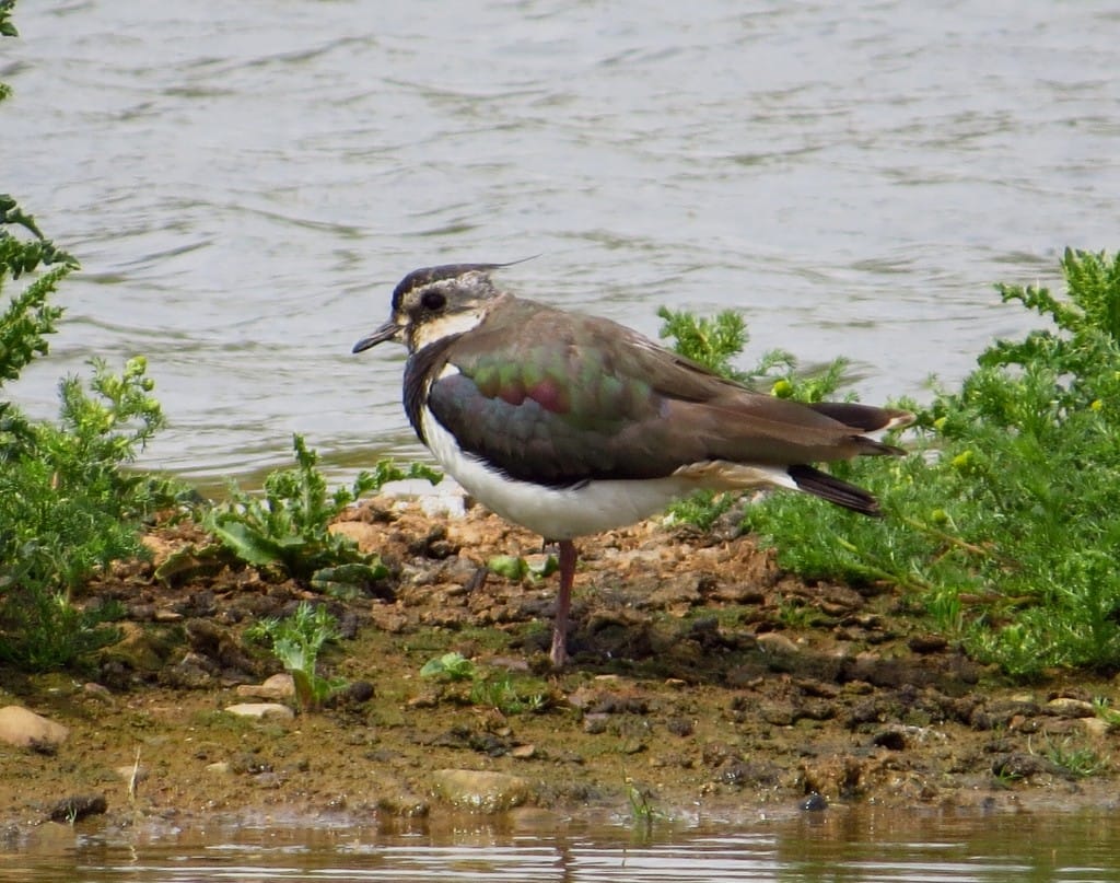 Lapwing, Thornwick Pools, by Brett Richards