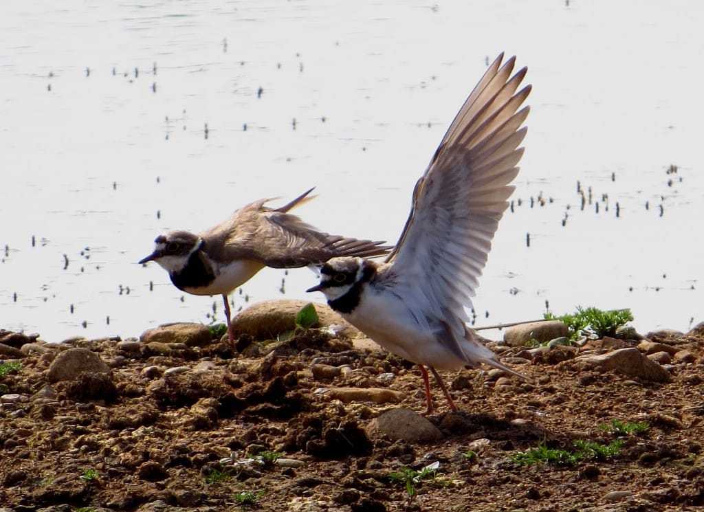 Little Ringed Plovers, Thornwick Pools, by Brett Richards