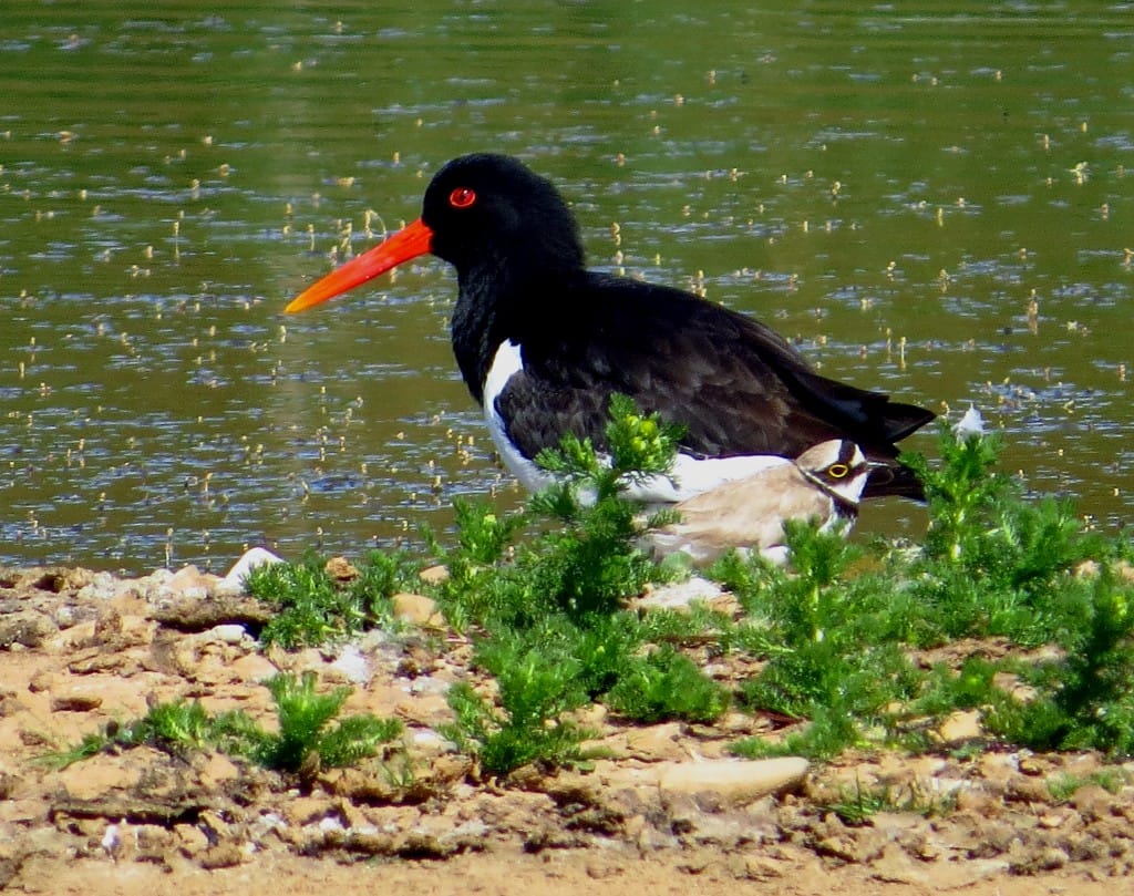 Oystercatcher and Little Ringed Plover, Thornwick Pools, by Brett Richards