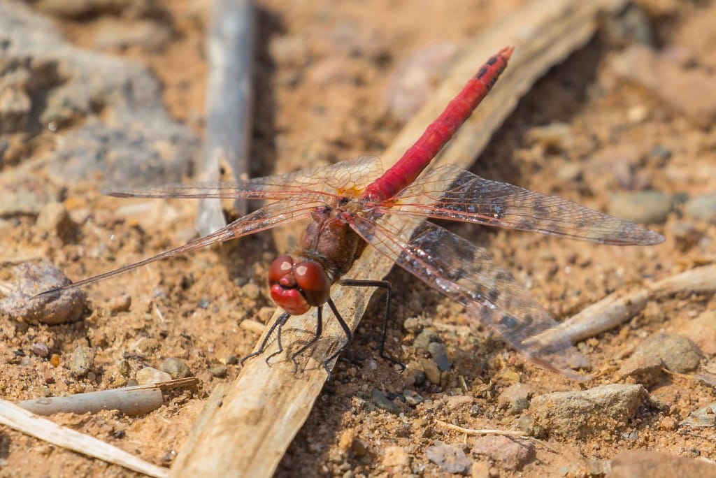 Red-veined Darter, Thornwick Pools, by Andrew Allport