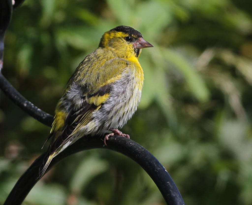 Siskin, Outer Head, by Martin Garner