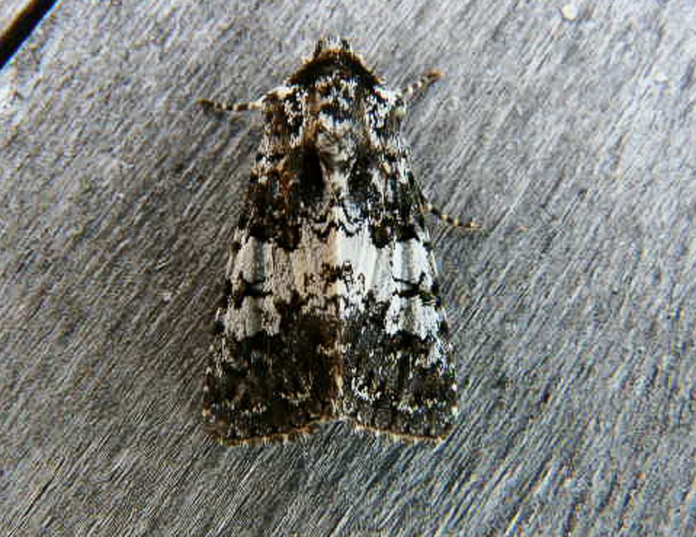 Varied Coronet, 3rd Flamborough record, by Martin Garner