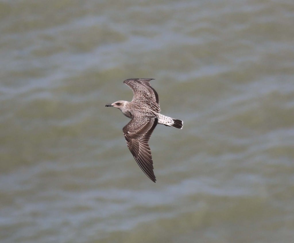 Juvenile Yellow-legged Gull, Bempton, by John Beaumont