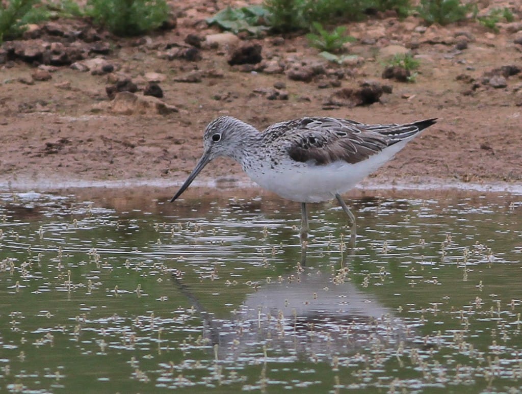 Greenshank, Thornwick Pools, by Martin Garner